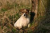 JACK RUSSEL 367